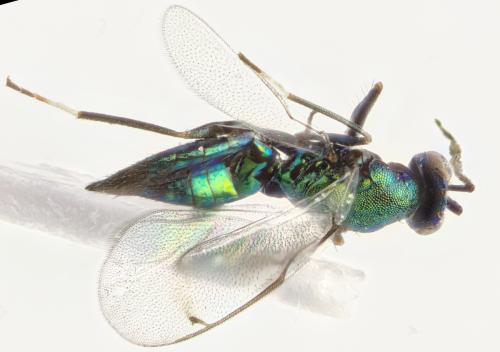 Sympiesis sp.
